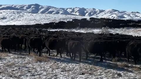 Real Grass-Fed Beef at cartercountrymeats.com. Know what you're eating