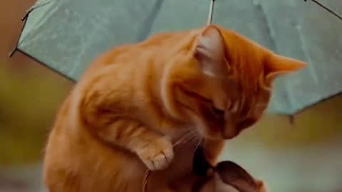 cat and birds story