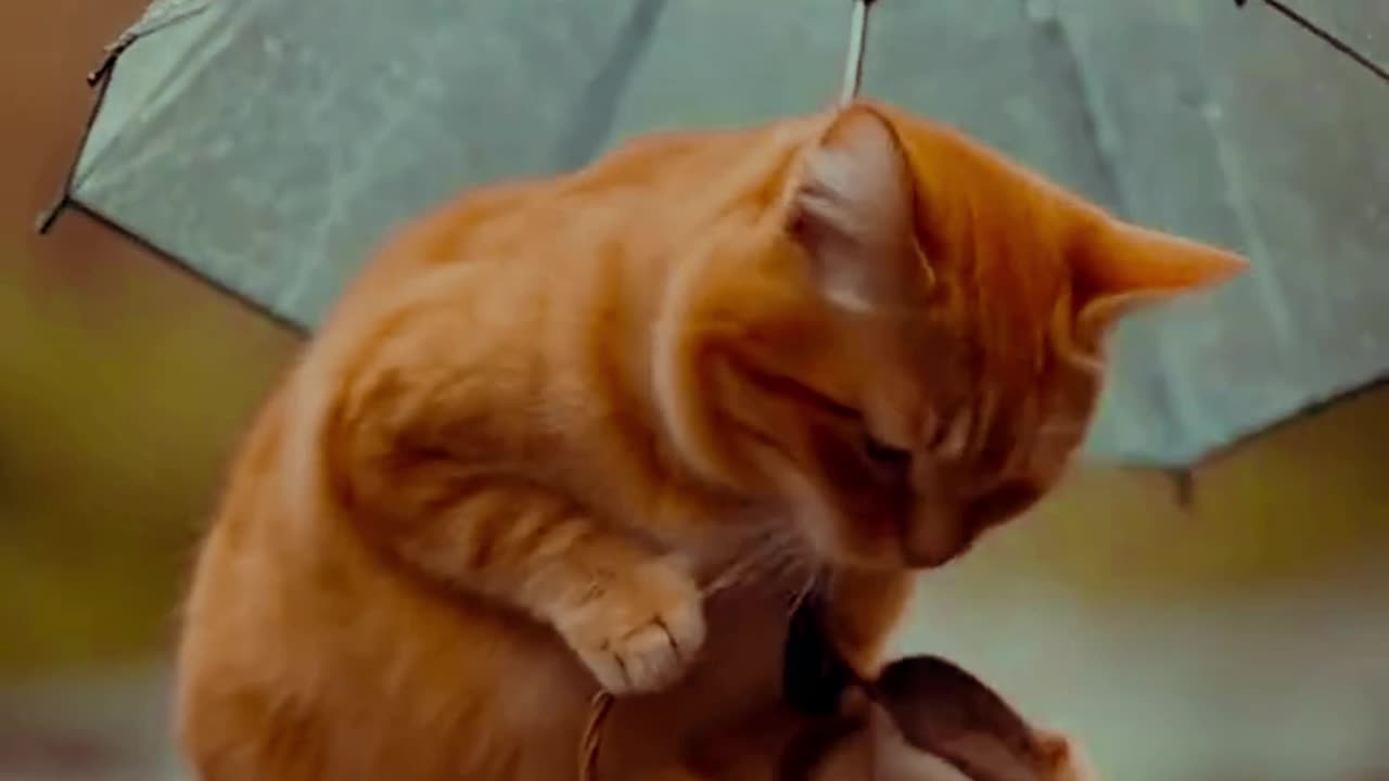 cat and birds story