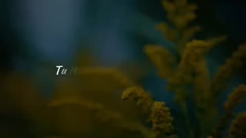 Mere dil pe yesi chhayi 😊❤️‍🩹 ||