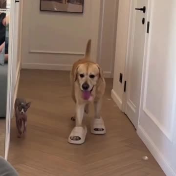 Imitation if the finest form of flattery