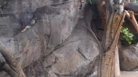 Cotton-top tamarin at El Paso Zoo in Texas