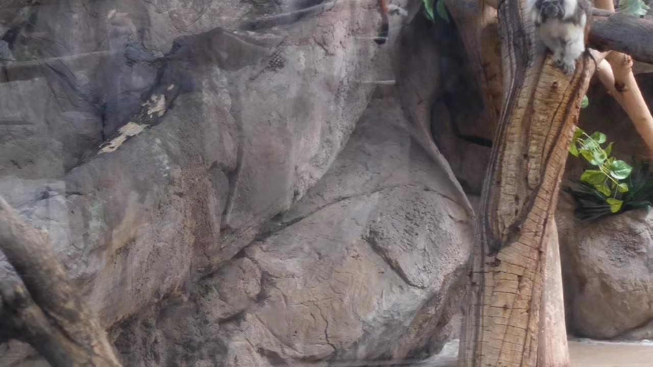 Cotton-top tamarin at El Paso Zoo in Texas
