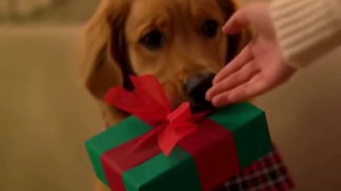 🐶🎁 My Dog Tried Hiding His Christmas Gift… But I Totally Caught Him 😂🎄