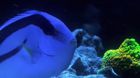 My Fish Has a Favorite Rock and She’s Not Sharing #funny #reeflife #marineaquarium