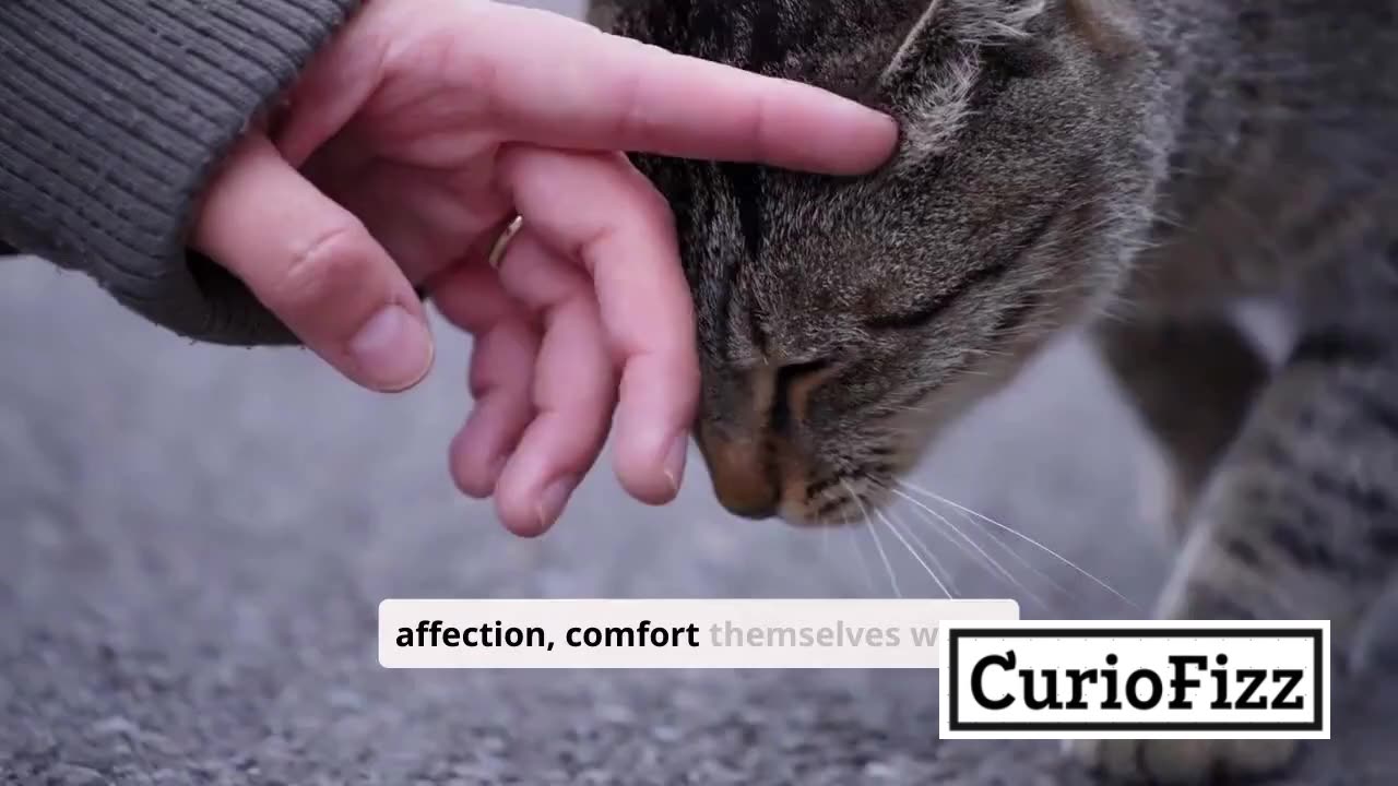 The Mystery of Cat Purring: What Does it Mean?