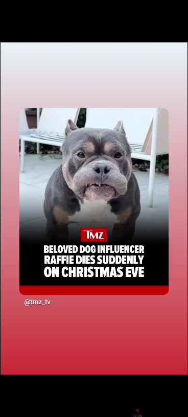 Rip to dog influencer raffie Rip to him the dog 🐕 🙏 🕊🕯⚰️🪦12/27/25