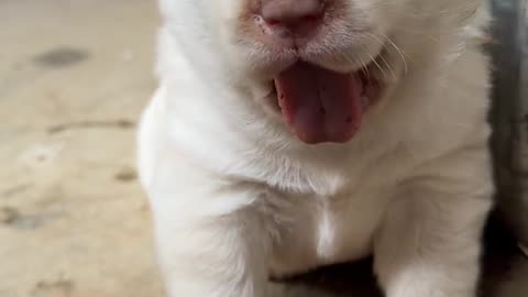 The little yawn sound of the puppy is so adorable.