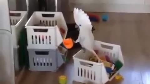 🐶 Cup Tester Turns into a Cheeky Escape! | FunFM