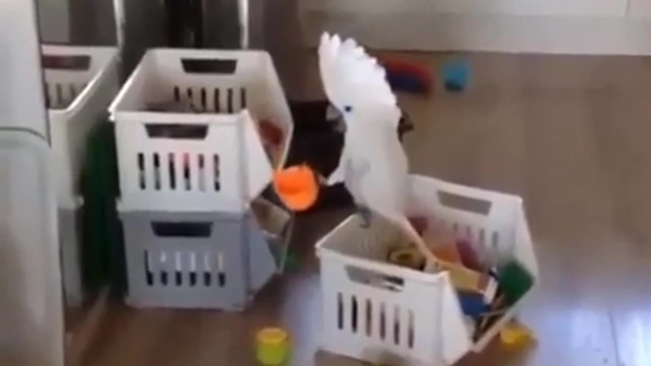 🐶 Cup Tester Turns into a Cheeky Escape! | FunFM