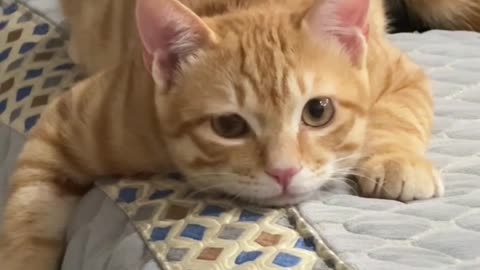 🐱 Funny Cat Shorts