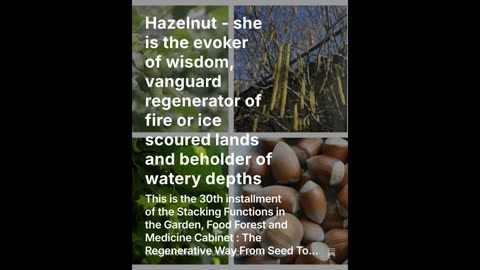 Hazelnut - she is the evoker of wisdom, post fire regenerator and beholder of the watery depths