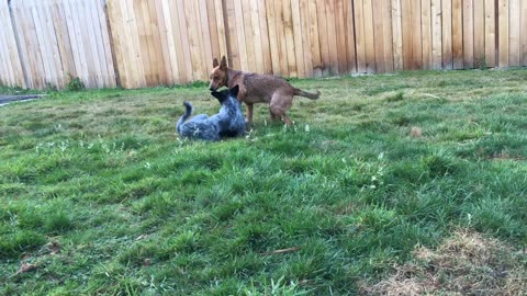 backyard wrastlin 289723442387987
