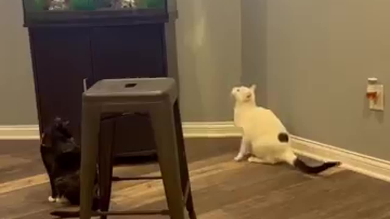 Funny cats