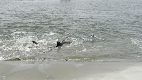Dolphins' Strand Feeding Push Fish Bounty to Shore