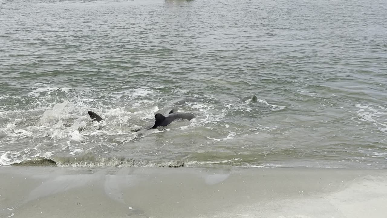 Dolphins' Strand Feeding Push Fish Bounty to Shore