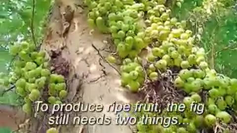 I could have lived w o knowing that