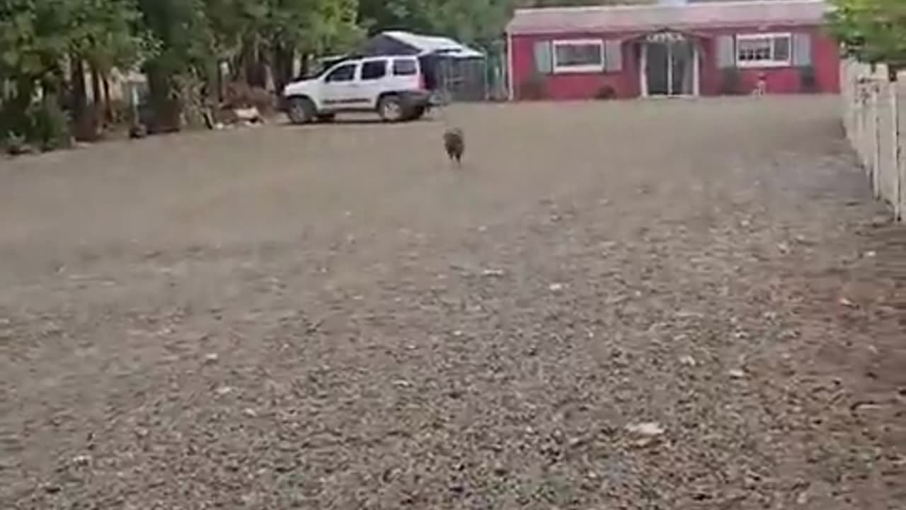 😂🐶 Antisocial Dog! We Just Got Back! | FunFM