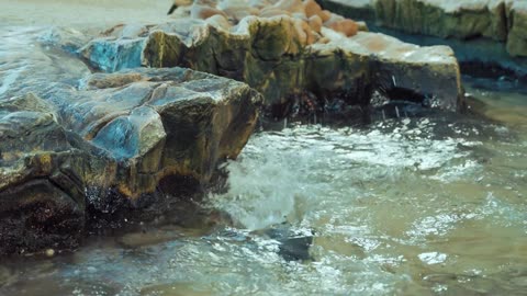 penguin 1