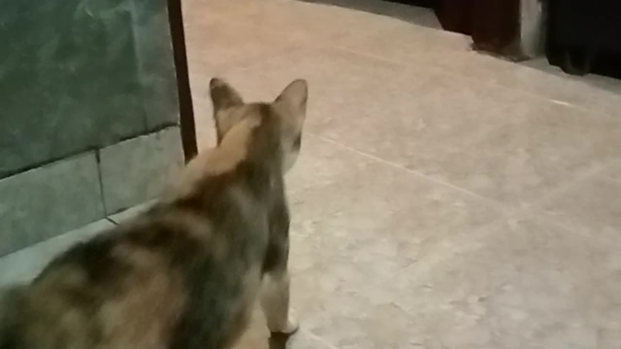 Cat Gets Pranked by Kitten Sounds! 😂 The Funniest Confused Reaction Ever!”