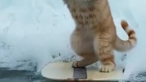 Cat's Eye View Surfing the Curl