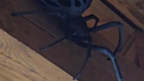 spider :D