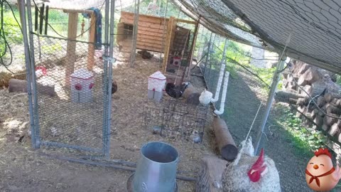 Chicken Live Stream