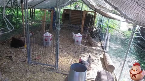 Chicken Live Stream