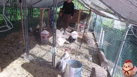 Chicken Live Stream