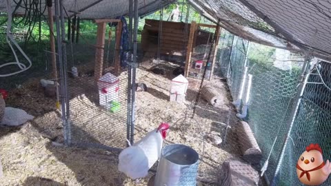 Chicken Live Stream