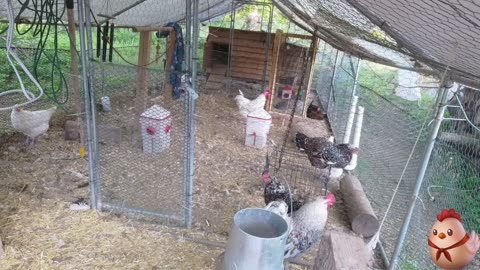 Chicken Live Stream