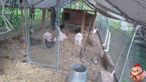 Chicken Live Stream