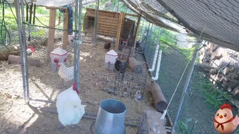 Chicken Live Stream