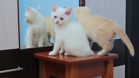 Cat sound