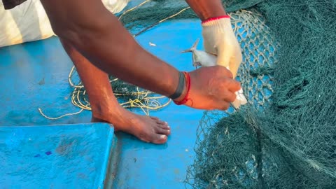 Der Ruf des Meeres Thunfischangeln vor Sri Lanka #SriLankaFischerei #Thunfischjagd #Küstenabenteuer