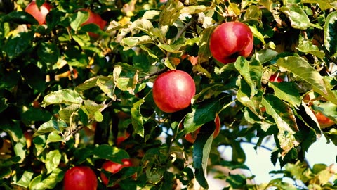 Apple orchard with delicious fresh apples_ 000 _ date 09.01