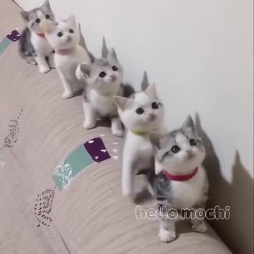 Cat funny moment😹