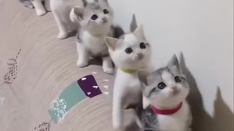 Cat funny moment😹