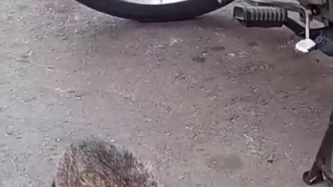 تلاش گربه مادر