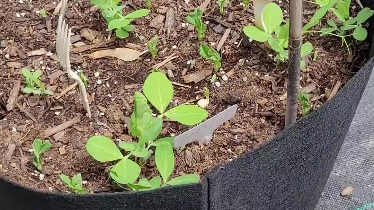 Sugar Ann Snap Peas in a 10 Gallon Grow Bag