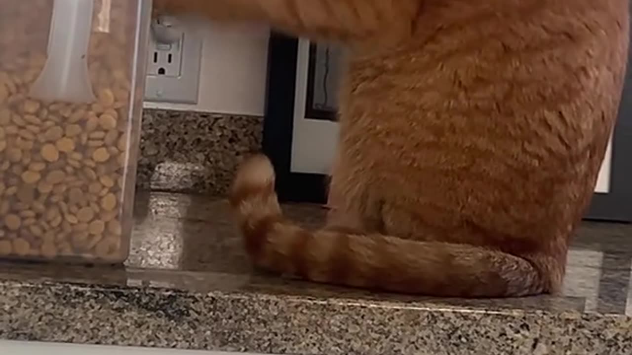 Food-Obsessed Cat Paws at Container