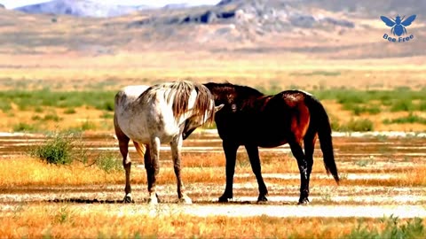Dr Geert Vanden Bossche in the Cafe