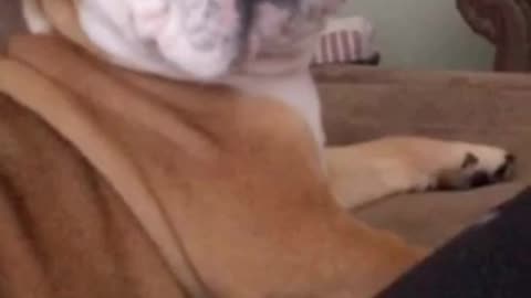Dogs Who Think They’re Lap Dogs (Spoiler: They're Not)