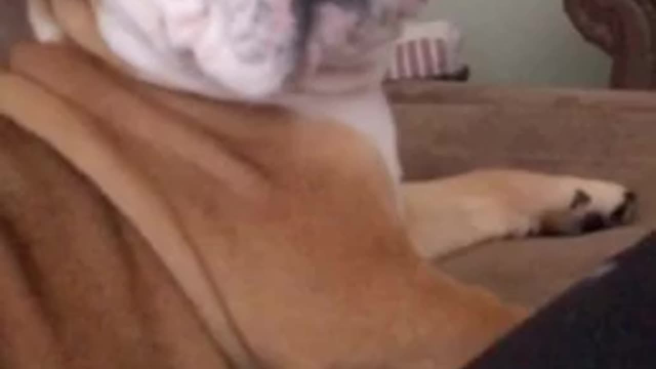 Dogs Who Think They’re Lap Dogs (Spoiler: They're Not)