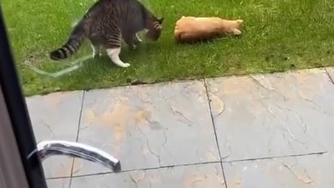 😂🐱 Cat Patrol - Keeping The Streets Safe! | FunFM