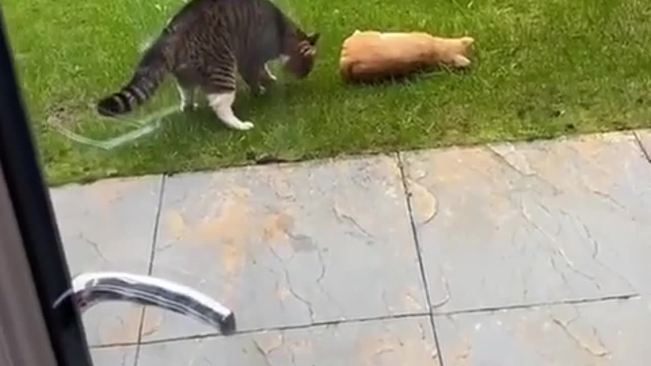 😂🐱 Cat Patrol - Keeping The Streets Safe! | FunFM