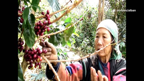 Discover Himalayan coffee