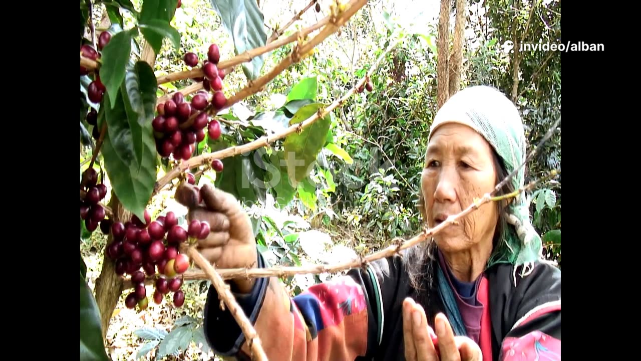 Discover Himalayan coffee