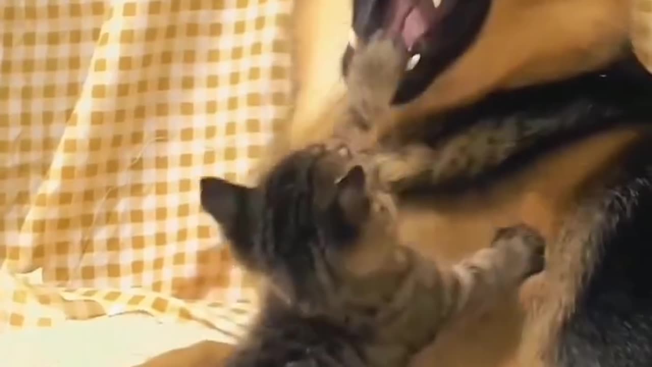 funny & cute animals