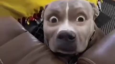 These Dogs Fell for the Prank SO HARD! Can You Blame Them? 😂🐕 #ViralDogPrank"**